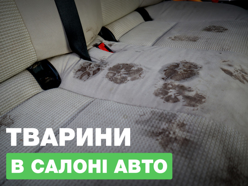 Собаки, кошки и другие животные в авто